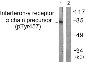 IFN-γRα (phospho Tyr457) rabbit pAb Antibody