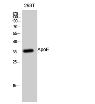 ApoE rabbit pAb Antibody