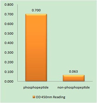 FAS (phospho Tyr291) rabbit pAb Antibody