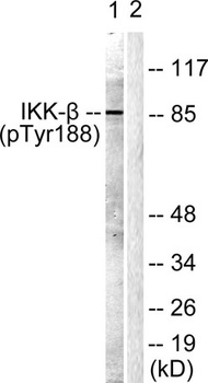 IKKβ (phospho Tyr188) rabbit pAb Antibody