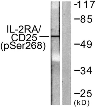IL-2Rα (phospho Ser268) rabbit pAb