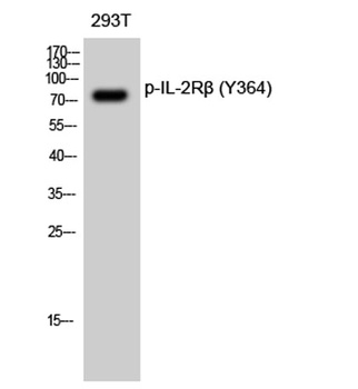 IL-2Rβ (phospho Tyr364) rabbit pAb Antibody