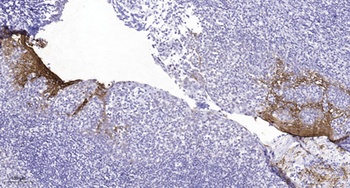 IL-4Rα (phospho Tyr497) rabbit pAb