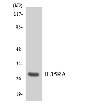 IL-15Rα rabbit pAb Antibody