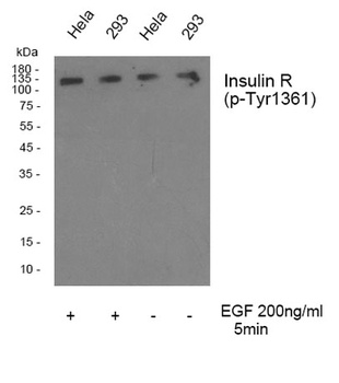Insulin R (phospho Tyr1361) rabbit pAb Antibody