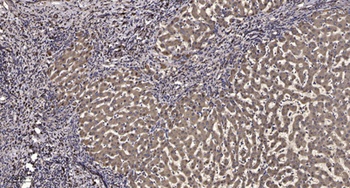 IRF-3 (phospho Ser396) rabbit pAb Antibody