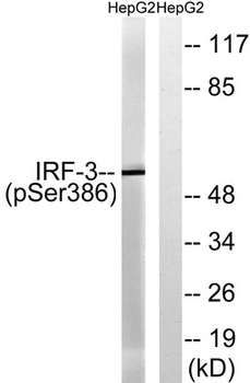 IRF-3 (phospho Ser386) rabbit pAb Antibody