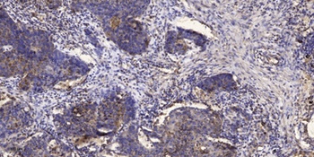 IRF-3 (phospho Ser386) rabbit pAb Antibody