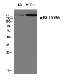IRS-1 (phospho Tyr896) rabbit pAb Antibody