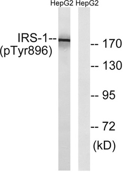 IRS-1 (phospho Tyr896) rabbit pAb Antibody