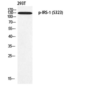 IRS-1 (phospho Ser323) rabbit pAb Antibody