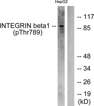 Integrin β1 (phospho Thr789) rabbit pAb Antibody