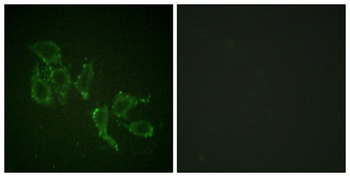 A-Raf (phospho Tyr302) rabbit pAb Antibody
