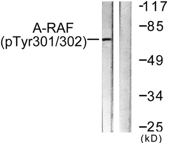 A-Raf (phospho Tyr302) rabbit pAb Antibody