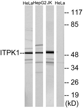 ITPK1 rabbit pAb Antibody