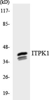 ITPK1 rabbit pAb Antibody