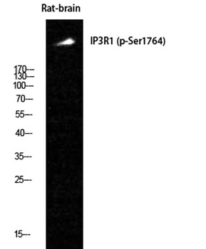 IP3R-I (phospho Ser1764) rabbit pAb Antibody