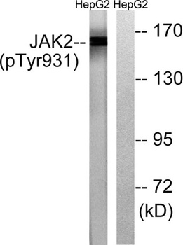 JAK2 (phospho Tyr931) rabbit pAb
