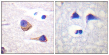 JAK3 (phospho Tyr785) rabbit pAb Antibody