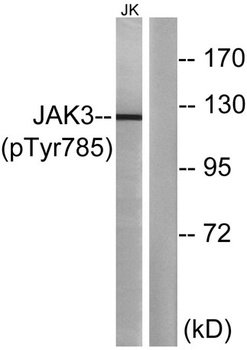 JAK3 (phospho Tyr785) rabbit pAb Antibody