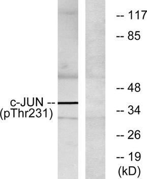 AP-1 (phospho Thr231) rabbit pAb Antibody