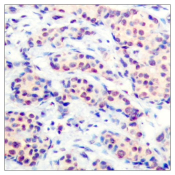 Jun D rabbit pAb Antibody