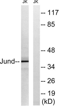 Jun D rabbit pAb Antibody