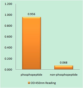 Kv1.3 (phospho Tyr187) rabbit pAb Antibody
