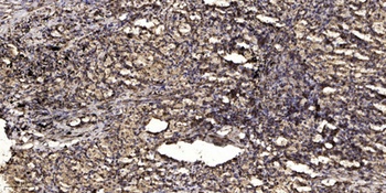 KV2.1 (phospho Ser805) rabbit pAb Antibody