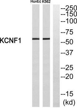 KCNF1 rabbit pAb Antibody