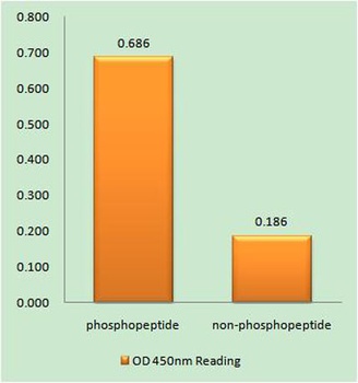 ROM-K (phospho Ser44) rabbit pAb Antibody