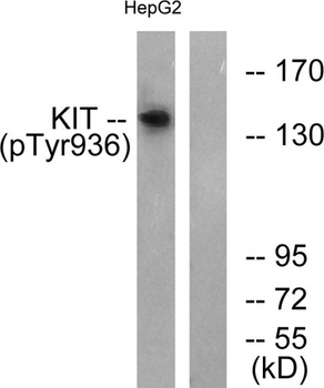 c-Kit (phospho Tyr936) rabbit pAb