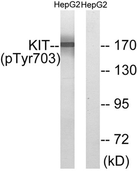 c-Kit (phospho Tyr703) rabbit pAb