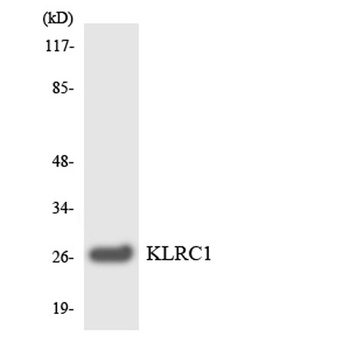 CD159a rabbit pAb Antibody