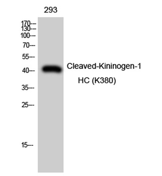 Cleaved-Kininogen-1 HC (K380) rabbit pAb Antibody