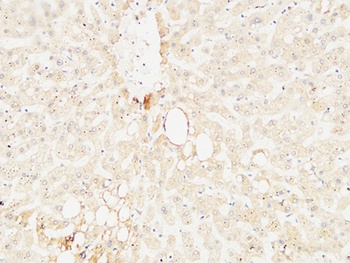 Arginase I rabbit pAb Antibody