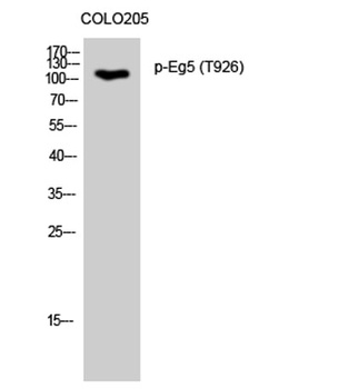 Eg5 (phospho Thr926) rabbit pAb Antibody