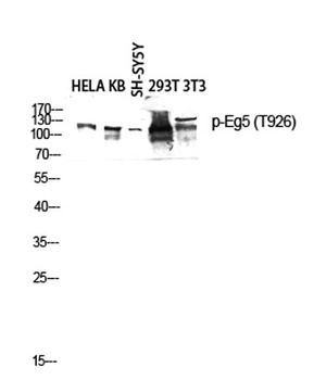 Eg5 (phospho Thr926) rabbit pAb Antibody