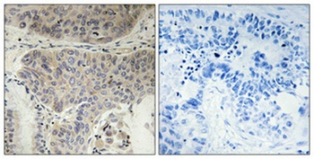 Eg5 (phospho Thr926) rabbit pAb Antibody