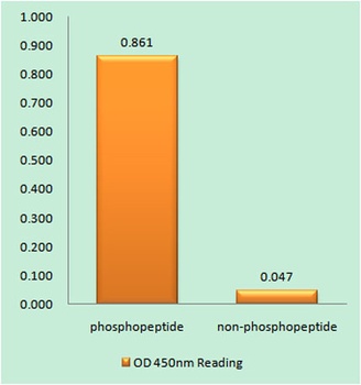 Eg5 (phospho Thr926) rabbit pAb Antibody