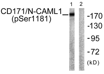 NCAM-L1 (phospho Ser1181) rabbit pAb Antibody