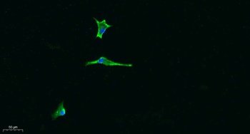 Laminin α-5 rabbit pAb Antibody