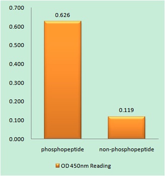 Lck (phospho Ser540) rabbit pAb Antibody