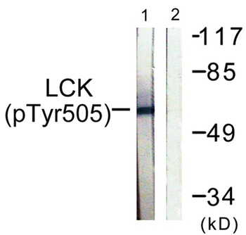 Lck (phospho Tyr505) rabbit pAb Antibody