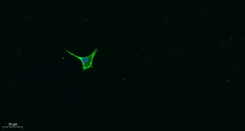 Galectin-8 rabbit pAb Antibody