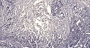 LHR rabbit pAb Antibody