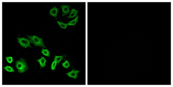 Rho H rabbit pAb Antibody