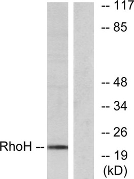 Rho H rabbit pAb Antibody