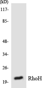 Rho H rabbit pAb Antibody