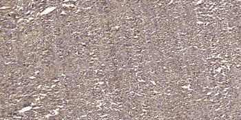 Rho H rabbit pAb Antibody
